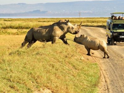 How to plan 10 Day Kenya family safari